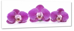 orchidea, fioletowy, patki, kwiaty, ogrd, wiosna, lato, biae to, makro, z bliska