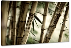 bambus, makro, zblienie, natura