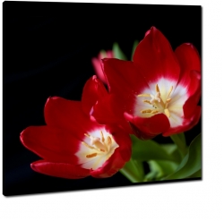 tulipany, czerwone, makro, czarne to, ciemne, bukiet, mocne kolory