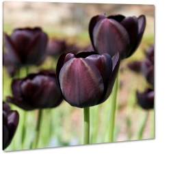 tulipany, ciemne, purpurowe, holandia, ka, 