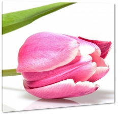 tulipan, rowy, makro, wiosna, holandia, patki, niderlandy