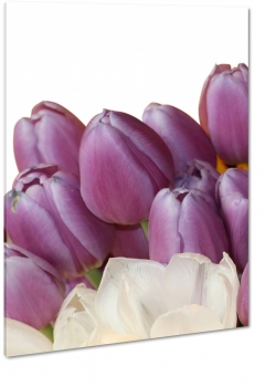tulipany, fioletowe, bukiet, makro, zblienie, patki, biae to, wiosna