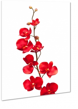 storczyk, orchidea, czerwona, odyga, rolina, patki, pikno, prezent, biae to