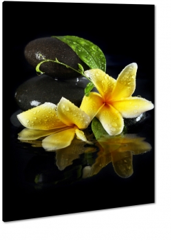 plumeria, hawajski, kwiat zakochanych, wellness, ty, patki, rozkwit, kwiaty, natura, licie, pikno, makro