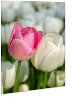 tulipany, biay, rowy, ka, pole, przyja, pikno natura, makro