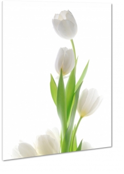 tulipany, biae, kwiaty, dugi, licie, pikno, natura, uroda, styl, biae to