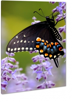motyl, owad, czarny, plamki, czuki, lawenda, skrzyda, kolorowy, makro, mozaika 