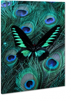 motyl, owad, natura, pikno, skrzyda, symetryczny, dark, makro, niebieski, zielony, pira