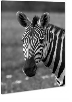 zebra, paski, czarno-biae, natura, dziko, afryka, safari, podr, z bliska, makro