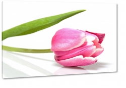 tulipan, rowy, kwiaty, licie, pikno, natura, uroda, styl, makro, biae to