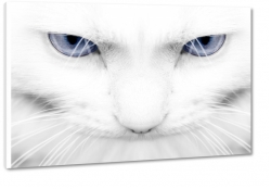 kot, kotek, spojrzenie, sier, futro, ciekawy, oczy, makro, niebieskie oczy, wsy