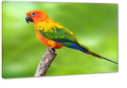 papuga, ara, kolorowy, pomaraczowy, dzib, tropiki, skrzyda, dungla, na gazi, makro, zielony