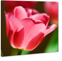 rowy tulipan, kielich, rozwietlony, sonecznie