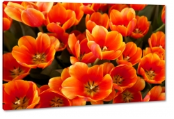 tulipany, czerwone, kwiaty, licie, pikno, natura, uroda, styl, ka, pole, ogrd, do salonu