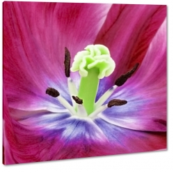 tulipan, fioletowy, makro, zblienie, patki, rozkwitajcy, sztuka, obraz