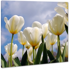 biae tulipany, otwarte, rozkwitajce, bukiet kwiatw, pikno, styl, niewinno, niebieskie niebo