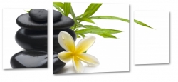 plumeria, kamienie, hawajski, kwiat zakochanych, wellness, spa