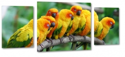 papugi, ara, kolorowy, ty, zielony, dzib, na gazi, tropiki, skrzyda, dungla, rodzina