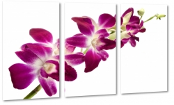orchidea, fioletowy, patki, kwiaty, ogrd, wiosna, lato, biae to, odyga, fuksja