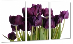 czarne tulipany, holandia, pole, uprawa, zapach, stylowy, ogrd, do salonu
