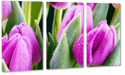 tulipany, fioletowe, makro, ka, pole, wie, uprawa, do salonu, rosa, krople wody