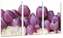 tulipany, fioletowy, ka, pole, gsto, wiosna, lato, ogrd