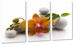 orchidea, kamienie, wellness, spa, relaks, biae to