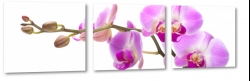 orchidea, storczyk, fiolet, patki, natura, odyga, pki, prezent, kwiaty, makro