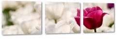 tulipan, rowy, kwiaty w tle, biae tulipany, patki, pikno, natura, uroda, styl, makro, biae to, zapach, holandia