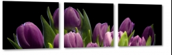 fioletowe tulipany, bukiet, gsto, kompozycja, patki, licie, fiolet, ogrd, wiosna, lato, natura, czarne to