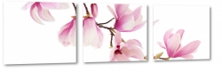 magnolia, rowe kwiaty, odyga, pikno, patki, biae to