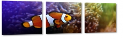 ryba, rybka, nemo, amfiprion, ocean, oceanarium, rafa koralowa