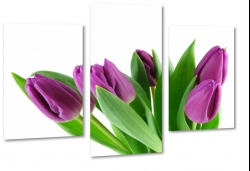 tulipany, holandia, zapach, fioletowe, bukiet, wiosenny, do salonu, biae to