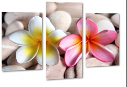 plumeria, kamienie, hawajski, kwiat zakochanych, wellness, spa