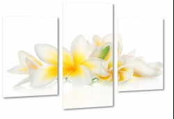 plumeria, kwiat lei, hawajski, kwiat zakochanych, biel, dla kobiety