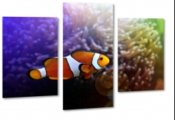 ryba, rybka, nemo, amfiprion, ocean, oceanarium, rafa koralowa, akwarium