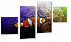 ryba, rybka, nemo, amfiprion, ocean, oceanarium, rafa koralowa, akwarium