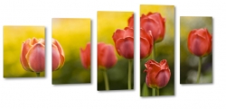 czerwone tulipany, kwiaty, bukiet, patki, licie, lato, natura, pikno, makro