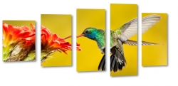 koliber, ptak, kwiat, skrzyda, natura, lot, pira, kolorowy