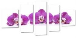orchidea, fioletowa, biae to, do salonu, ukad, kompozycja, trzy