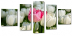 tulipany, biae, pole tulipanw, holandia, niderlandy, uprawa, 