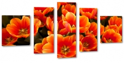 tulipany, biae, pole tulipanw, holandia, niderlandy, uprawa, 