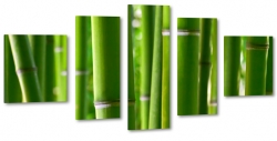 zielony, bambus, pdy, rolina, bambusowy las